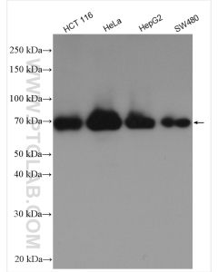 TAP1 Polyclonal antibody proteintech 11114-1-AP