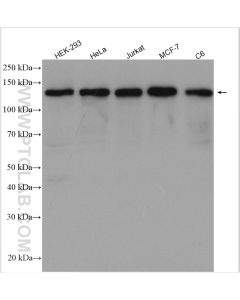 MYPT1 Polyclonal antibody proteintech 22117-1-AP