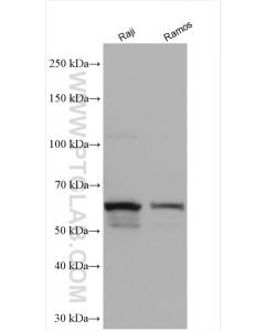 CD80 Polyclonal antibody proteintech 14292-1-AP