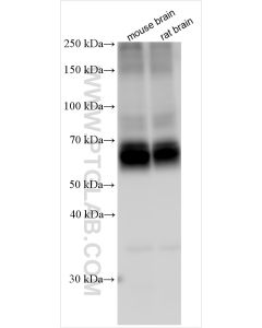 EAAT2 Polyclonal antibody proteintech 22515-1-AP