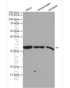 GOLPH3 Polyclonal antibody proteintech 19112-1-AP