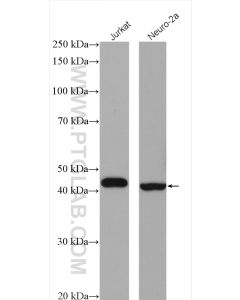 BCAT1 Polyclonal antibody proteintech 13640-1-AP