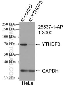 YTHDF3-specific Polyclonal antibody proteintech 25537-1-AP