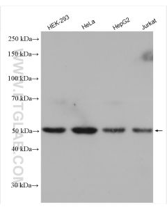 Cdc20 Polyclonal antibody proteintech 10252-1-AP