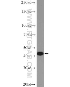 MRPS27 Polyclonal antibody proteintech 17280-1-AP
