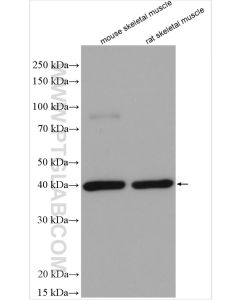 TRIM63 Polyclonal antibody proteintech 55456-1-AP