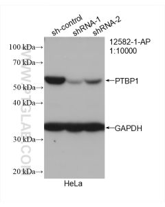 PTBP1 Polyclonal antibody proteintech 12582-1-AP