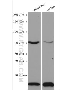 ACOX1 Polyclonal antibody proteintech 10957-1-AP
