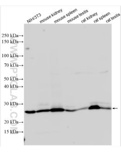 Bcl2 Polyclonal antibody proteintech 26593-1-AP