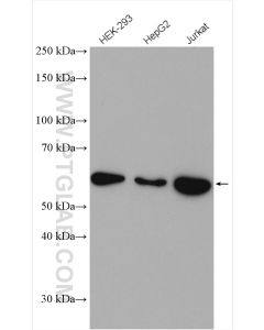 GLUT3 Polyclonal antibody proteintech 20403-1-AP
