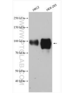 DACH1 Polyclonal antibody proteintech 10914-1-AP