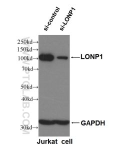 LONP1 Polyclonal antibody proteintech 15440-1-AP