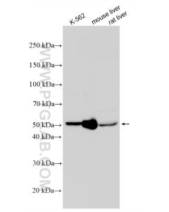 ALDH1A1 Polyclonal antibody proteintech 15910-1-AP