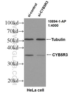 CYB5R3 Polyclonal antibody proteintech 10894-1-AP