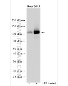 NLRP3 Polyclonal antibody proteintech 30109-1-AP