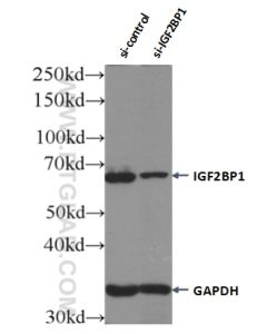 IGF2BP1 Polyclonal antibody proteintech 22803-1-AP
