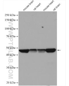 Flotillin 1 Polyclonal antibody proteintech 15571-1-AP