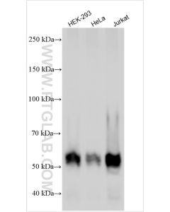 NUSAP1 Polyclonal antibody proteintech 12024-1-AP