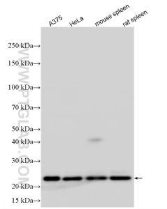CBX3 Polyclonal antibody proteintech 11650-2-AP