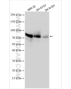 SYN1 Polyclonal antibody proteintech 30549-1-AP