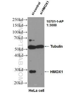 HO-1/HMOX1 Polyclonal antibody proteintech 10701-1-AP