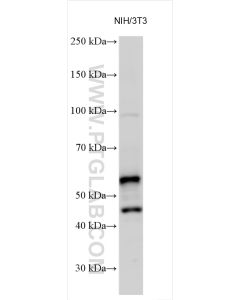 RXRA Polyclonal antibody proteintech 21218-1-AP