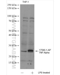 TNF-alpha Polyclonal antibody proteintech 17590-1-AP