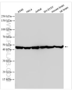 MEK1/2 Polyclonal antibody proteintech 11049-1-AP