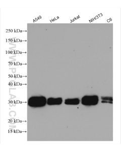 BCL2L1 Polyclonal antibody proteintech 10783-1-AP