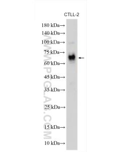 Perforin Polyclonal antibody proteintech 14580-1-AP