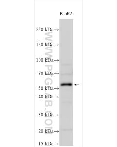 ZNF280A Polyclonal antibody proteintech 31903-1-AP