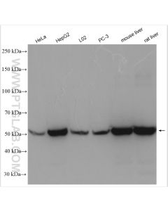 GLUD1 Polyclonal antibody proteintech 14299-1-AP