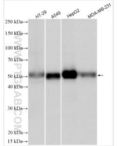 FOXA2 Polyclonal antibody proteintech 22474-1-AP