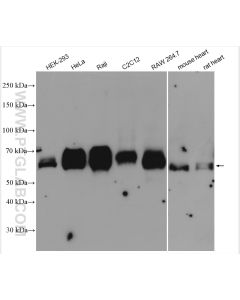 TFEB Polyclonal antibody proteintech 13372-1-AP