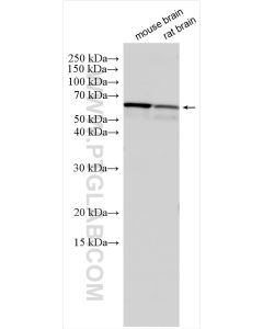 GAD1 Polyclonal antibody proteintech 10408-1-AP