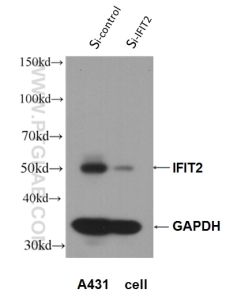 IFIT2 Polyclonal antibody proteintech 12604-1-AP