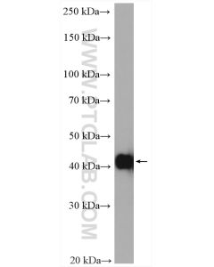 Alpha smooth muscle actin Polyclonal antibody proteintech 23081-1-AP