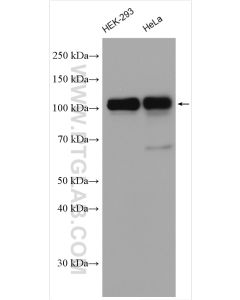 CUL4B Polyclonal antibody proteintech 12916-1-AP