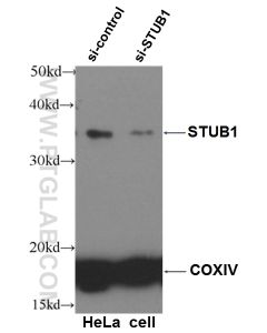 STUB1 Polyclonal antibody proteintech 55430-1-AP