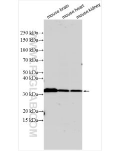 ND1 Polyclonal antibody proteintech 19703-1-AP
