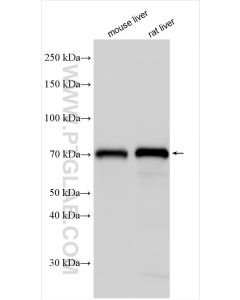 ACSL5 Polyclonal antibody proteintech 15708-1-AP