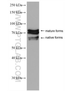 OAT1 Polyclonal antibody proteintech 26574-1-AP