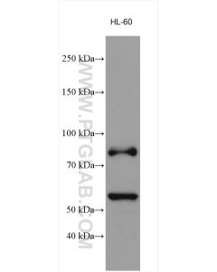 MPO Polyclonal antibody proteintech 22225-1-AP