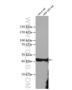 ASS1 Polyclonal antibody proteintech 16210-1-AP