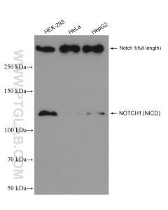NOTCH1 Polyclonal antibody proteintech 20687-1-AP