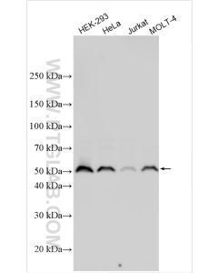 TRAF2 Polyclonal antibody proteintech 26846-1-AP