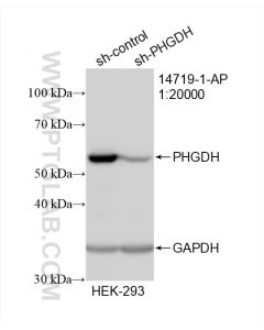 PHGDH Polyclonal antibody proteintech 14719-1-AP