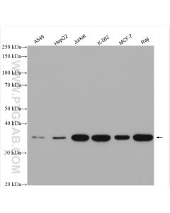 MYD88 Polyclonal antibody proteintech 23230-1-AP