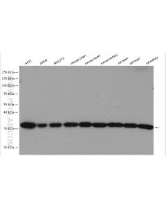 Prohibitin Polyclonal antibody proteintech 10787-1-AP