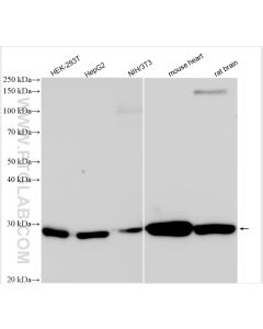NDUFS3 Polyclonal antibody proteintech 15066-1-AP